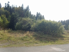 La forêt autour du Refuge de la Pransière